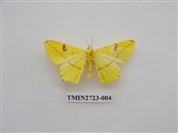 藏品(尺蛾278)的圖片